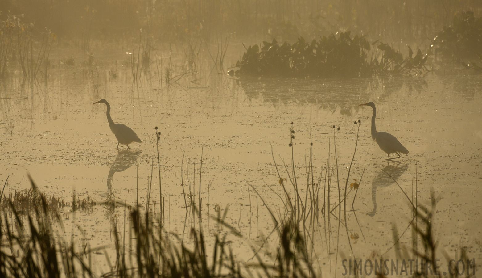 [400 mm, 1/4000 sec at f / 8.0, ISO 500]